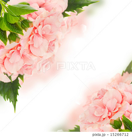 border of colorful hibiscus flowers border of colorful hibiscus flowers 15266712