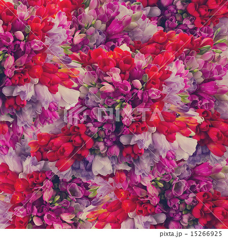 freesia  flowers 15266925