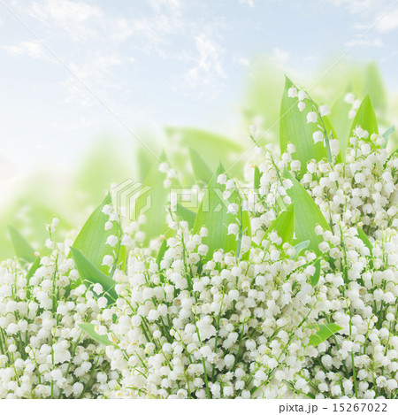 lilly of the valley posy 15267022
