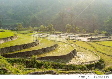 ネパール　朝日を浴びるライステラス 15268339