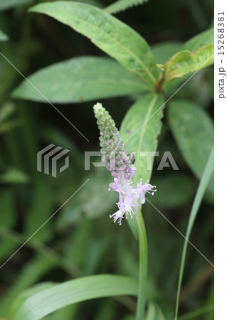 ツルボと昆虫 ツルボと昆虫 15268381