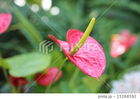 オオベニウチワ 15268592