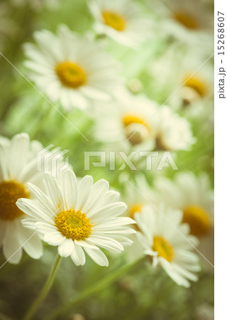 naure power 15268607