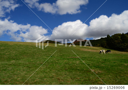 牧場にて牛と 15269006