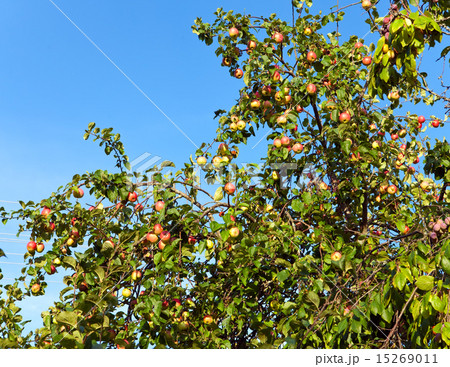 apples on apple-tree branches.. apples on apple-tree branches.. 15269011