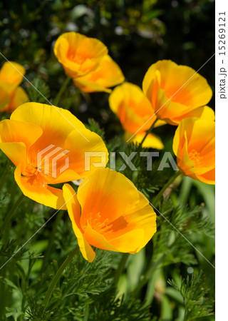 カリフォルニアポピー カリフォルニアポピー 15269121