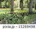 4月の風景　チューリップの花が咲き誇る公園 15269498