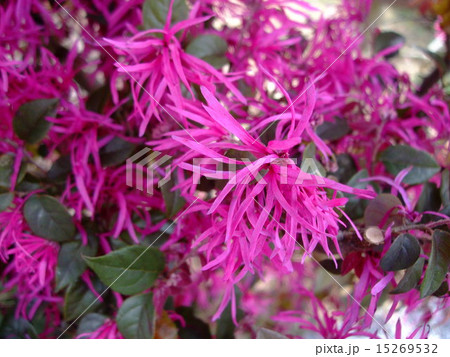 赤花まんさく　 15269532