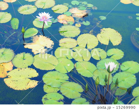 蓮池 15269990