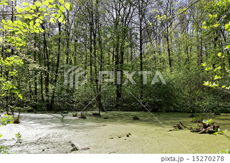 Green trees in the swamp on a sunny day. 15270278