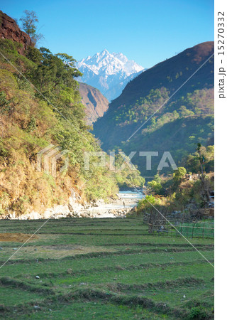 Rice fields in the himalayan hills 15270332