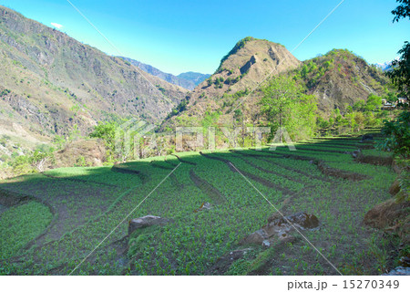 Rice fields in the himalayan hills 15270349
