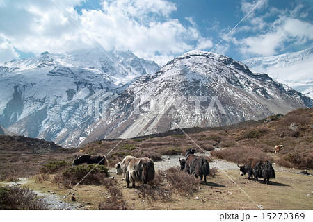 Landscape with yaks and mountains. 15270369