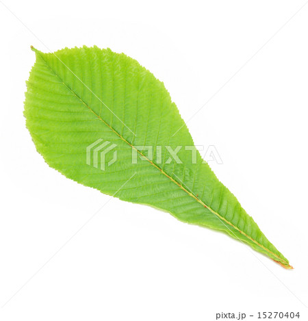 Green chestnut leaf Green chestnut leaf 15270404