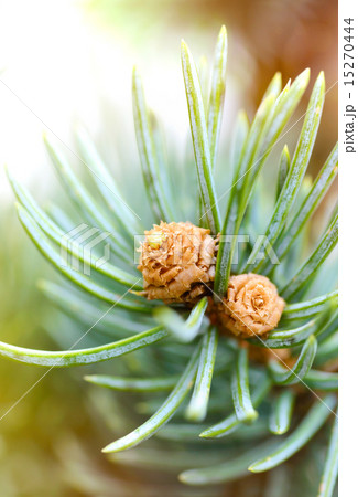 Fresh pine tree sprout 15270444