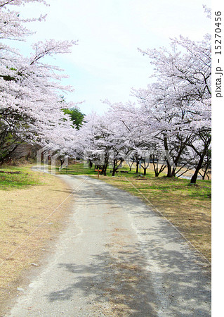 桜 桜並木 道 桜 桜並木 道 15270456