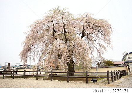 北海道 北斗市 法亀寺 しだれ桜 ＜樹齢300年＞ 15270471