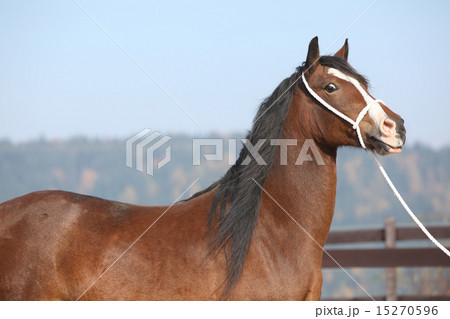 Beautiful welsh cob mare with halter 15270596