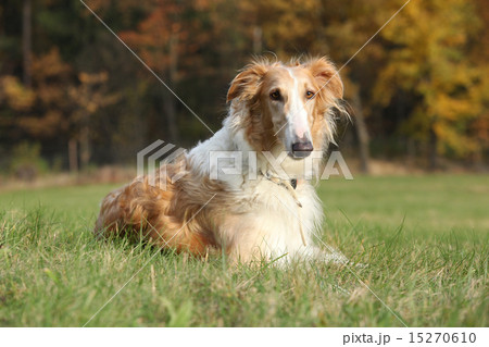 Gorgeous barzoi in autumn 15270610