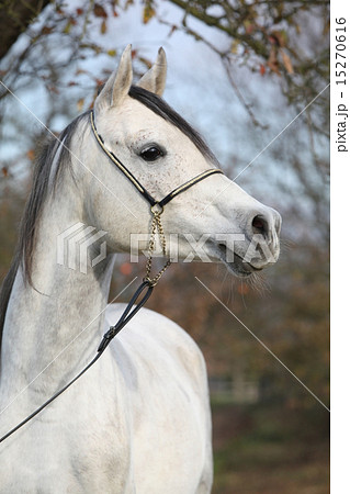Amazing arabian horse with show halter 15270616
