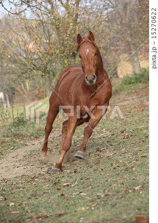 Beautiful chestnut thoroughbred running in autumn 15270622