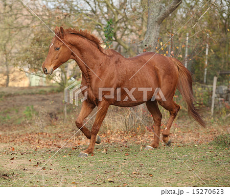 Beautiful chestnut thoroughbred running in autumn 15270623