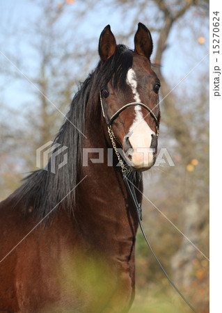 Beautiful brown arabian horse with show halter 15270624