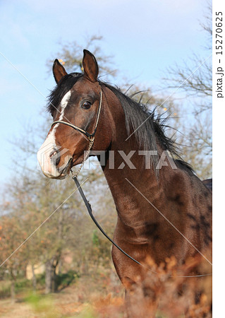 Beautiful brown arabian horse with show halter 15270625