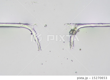 切れた納豆の糸の顕微鏡写真の写真素材