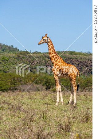 giraffe on a background of grass giraffe on a background of grass 15270937