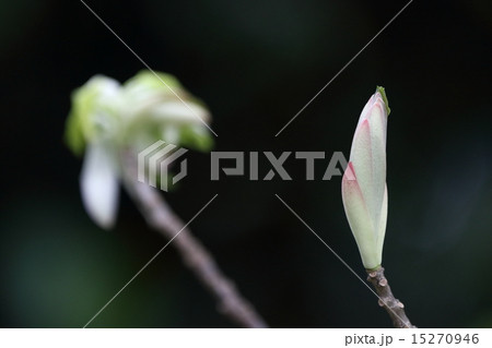自然　植物　アコウ、新芽は色の変化が花と見間違うほどの美しさです② 15270946