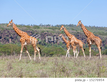 Giraffes herd in savannah Giraffes herd in savannah 15270954