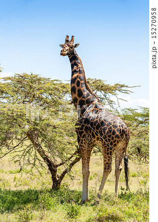 giraffe on a background of grass 15270958