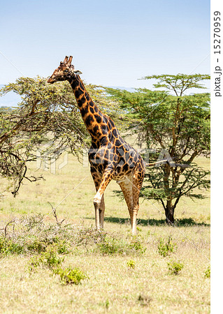 giraffe on a background of grass giraffe on a background of grass 15270959