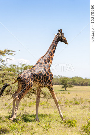 giraffe on a background of grass 15270960