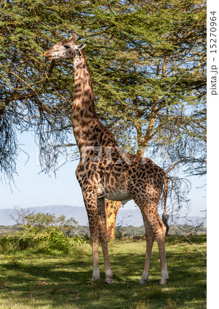 giraffe on a background of grass 15270964