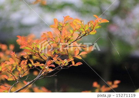 百日紅 15271119