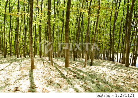 新緑のブナ林 新緑のブナ林 15271121