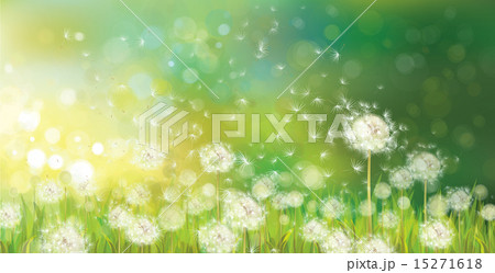 Vector spring background with white dandelions. 15271618