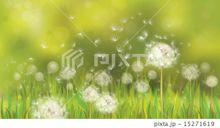 Vector spring background with white dandelions. 15271619