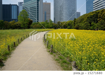 浜離宮の菜の花畑 15271680