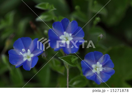 自然　植物　アサガオガラクサ、石垣島の海岸の草原で咲いていました。アメリカンブルーの原種だそうです 15271878