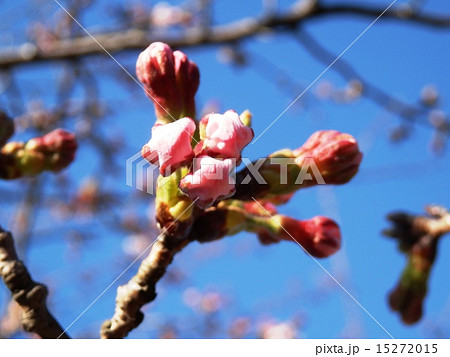桜の蕾 15272015