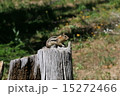 アメリカ　イエローストーン国立公園 15272466