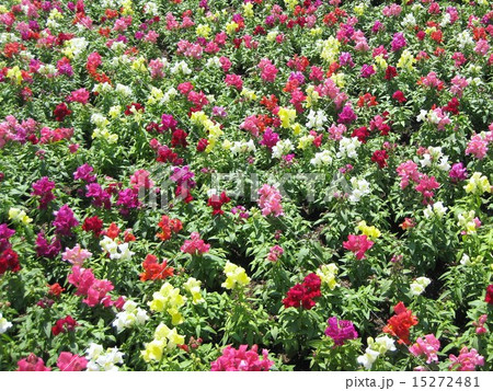 花畑 花畑 15272481