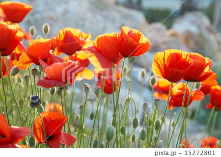 Field of poppies 15272801