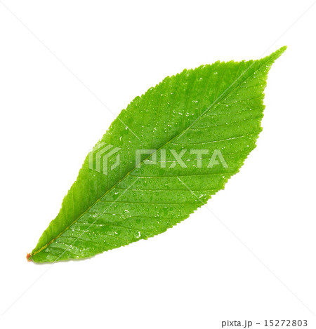 Green wet chestnut leaf. Green wet chestnut leaf. 15272803