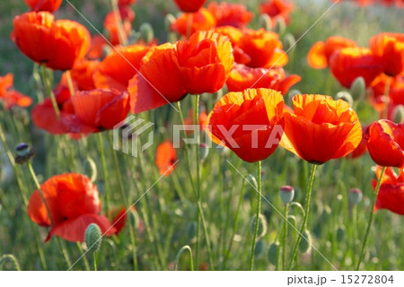 Field of poppies Field of poppies 15272804