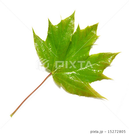 Green wet maple leaf 15272805