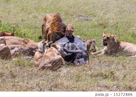 Lions Feeding 15272866